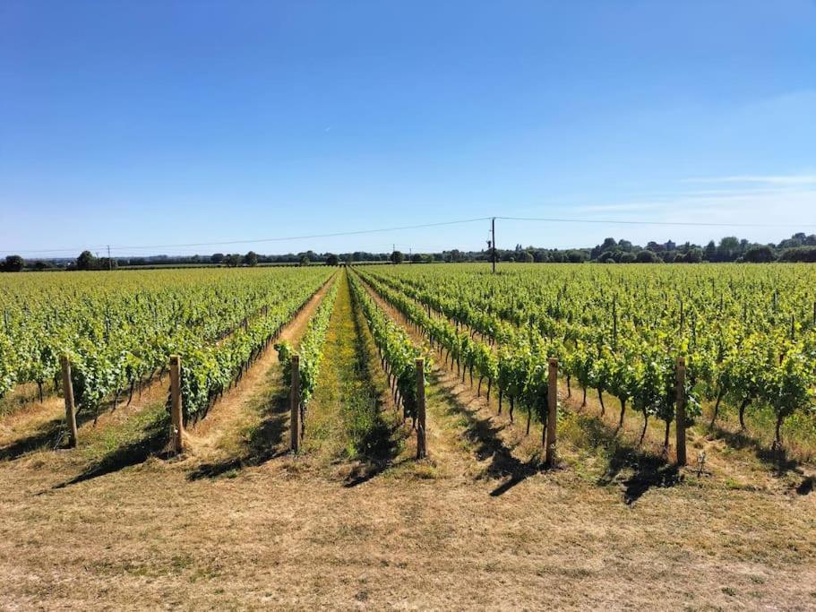 Cosy Cottage With Vineyard View Near Goodwood Chichester Eksteriør bilde